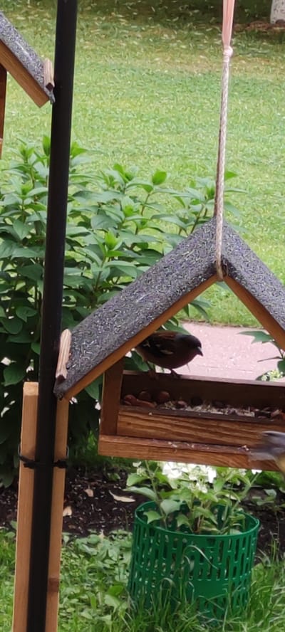 The image depicts a wooden bird feeder hanging from a rope, filled with birdseed and nuts. A small brown and white bird is perched on the edge of the feeder, pecking at the food. The bird feeder is positioned outdoors, with lush green foliage and grass visible in the background. A dark vertical pole, likely part of a support structure for the feeder, stands to the left of the bird feeder. Further to the right, a green plastic plant protector surrounds a flowering plant. The scene appears to be a garden setting, possibly within a residential area like Ангелово Клубная Резиденция, Russia, given the mention of the location.