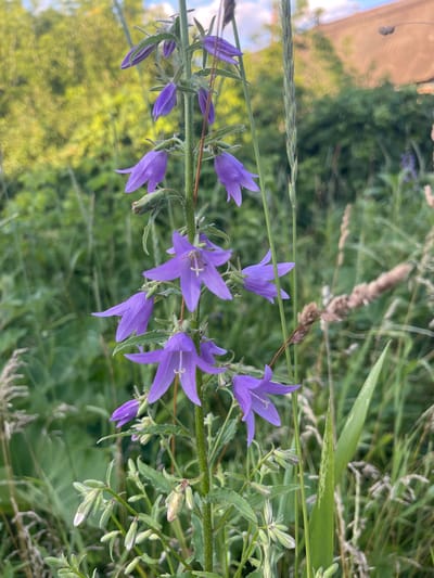 The image shows a close-up of purple bellflowers in a natural setting. The flowers are arranged along a green stem with some developing buds and green leaves. The background is blurred, with soft green foliage and hints of other plants, suggesting a meadow or garden. The lighting suggests it is daytime. There is a subtle suggestion of light blue sky and a light brown, building-like structure in the upper left corner, which might indicate a location near human habitation. The overall mood is serene and natural. No people or text are visible. The location context provided is Krasnokutsk, Ukraine.