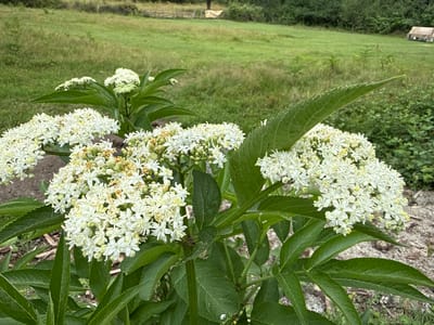 In the foreground of this image, a cluster of white elderflower blossoms is in sharp focus, with their delicate petals and yellow stamens visible. The blossoms are dense, forming umbrella-shaped clusters atop lush green stems and serrated leaves. In the background, a softly blurred green meadow stretches out, dotted with a few scattered trees. Further in the distance, a small, rustic wooden structure with a light-colored roof is visible on the right side of the frame. The overall setting appears to be a rural or park-like area. The image does not contain any information that would indicate its specific location within the city of Sis, Azerbaijan.