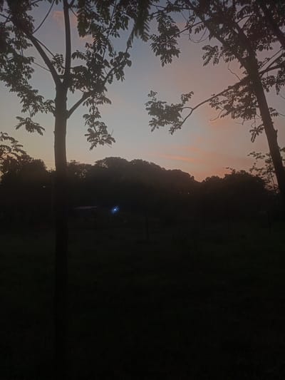 The image presents a tranquil outdoor scene captured during twilight in Monagas, Venezuela. The sky dominates the upper portion of the frame, displaying a serene gradient that transitions from a soft, pale blue at the top to delicate shades of light pink and orange closer to the horizon.

In the foreground, several large trees are prominently silhouetted against the fading light, their branches and leaves forming dark, intricate patterns. A particularly large tree trunk stands on the left, with another on the right, framing the central view. The dense foliage of these trees is rendered as stark, dark masses, emphasizing the low light conditions.

Below the illuminated sky, a continuous, dark treeline or distant hill stretches across the midground, forming an indistinct silhouette against the faint glow of the horizon. The entire lower half of the image, representing the ground and immediate foreground, is immersed in deep shadow, appearing almost completely black, with minimal discernible detail. A distinct, small blue light source is visible within this dark midground, possibly a distant artificial light or a reflection.

No people or specific activities are depicted. The scene conveys a sense of peaceful quietude as daylight recedes, highlighting the natural beauty of the landscape at dusk. There is no visible text in the image.