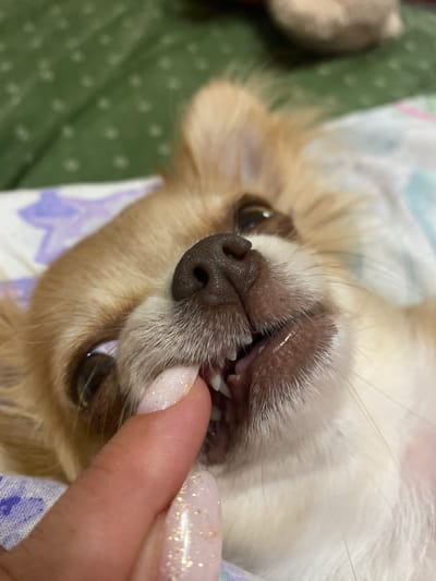 The image shows a close-up of a small, light-brown dog, likely a Chihuahua, with its mouth open, exposing its teeth. A human finger with glittery nail polish is gently touching the dog's mouth. The dog is lying on its back on a patterned surface, possibly a blanket or bed, with a green, textured fabric in the background. The dog's eyes are open and looking towards the camera. The overall impression is one of a playful or affectionate interaction. There is no information about the location in Andzhiyevsky, Russia.