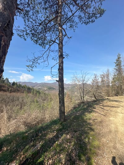 The image displays a vibrant outdoor scene on what appears to be a bright, sunny day. The perspective is slightly elevated, looking out over a natural landscape.
In the immediate foreground, to the left, is the thick trunk of a large tree, likely a pine, with its textured, dark bark. Its branches, adorned with green needles, extend into the upper left portion of the frame, silhouetted against the sky. Another tree trunk or branch is visible along the very top edge of the frame.
The midground is dominated by a scattering of trees. Some are evergreen, likely pines, while others are deciduous, showing bare, intricate branches against the sky and distant landscape, suggesting late winter or early spring. Beyond these trees, a panoramic view of undulating hills and mountains stretches into the distance. The mountains appear somewhat rugged and are covered with a mix of sparse vegetation and patches of evergreen trees, gradually fading into a pale haze near the horizon. A few small, white cumulus clouds are scattered across the expansive, clear blue sky, adding depth to the background.
The ground area, particularly on the right and extending towards the center, is a mix of dry, light-brown earth, possibly a dirt path, interspersed with patches of green grass and scattered dry, brown fallen leaves. Strong, dark shadows from trees are cast across this ground cover, indicating bright sunlight and suggesting the sun is at a moderate angle, perhaps late morning or early afternoon.
No specific activity or event is taking place; the image captures a still, natural landscape. There is no visible text in the image. The overall setting is a natural, possibly forested or semi-forested, hilly or mountainous region.