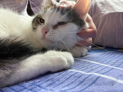 In Колычёво, Russia, a close-up shot captures a white cat with gray and brown markings lying on a blue and white striped surface, which appears to be a blanket or bedspread. A human hand is gently stroking the cat's head, positioned near its left ear. The cat's eyes are partially closed, suggesting a relaxed or sleepy state. Sunlight illuminates the scene from the right, casting a warm glow on the cat's fur and the hand. The background shows a person wearing a light-colored, textured fabric, possibly clothing or a bedsheet. The focus is on the interaction between the human and the feline, emphasizing the tactile connection.