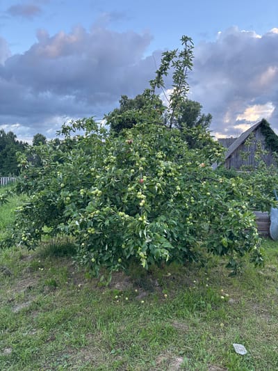 An apple tree laden with green apples is situated in a grassy yard in the village of Mazikino, Russia. Fallen apples are scattered on the ground beneath the tree. In the background, a rustic wooden building with a grey roof stands adjacent to the yard, partially covered by ivy. The sky above is a mix of grey and white clouds, suggesting an overcast or transitional weather condition. The overall scene depicts a rural setting during what appears to be the late summer or early autumn harvest season.