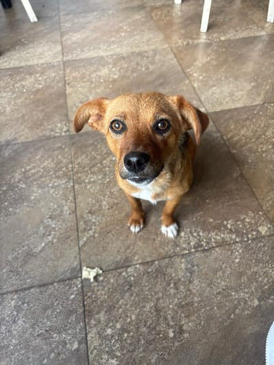 A medium shot photograph captures a small, tan-colored dog with dark brown eyes and pointed ears, sitting on a tiled floor. The dog is looking directly up at the camera with its mouth slightly open, revealing a bit of its tongue. Its front paws are visible, and it has white markings on them. The floor is made of large, square, beige tiles with dark grout lines. In the lower center of the frame, a small piece of light-colored food or debris rests on the tiles. The background shows the legs of white chairs or tables. The scene is indoors, likely in a residential or commercial space with tiled flooring. The image does not contain any specific indicators that would place it in Chavdar, Bulgaria; the description of the location is therefore not supported by the visual evidence.