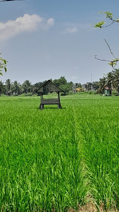 The image displays a rural agricultural scene in Meunasahkrueng, Indonesia. A vast, verdant rice paddy field dominates the foreground and mid-ground. Centered in the mid-ground, a dark-stained wooden shelter, characterized by an open design with a gabled roof and a bench, stands within the green field. A narrow, lighter-colored path or row of less dense vegetation extends from the foreground directly to the base of this shelter. The background features a dense line of palm trees and other tropical foliage. To the far right, a small, light-colored building is partially visible, while a tall, slender tower, possibly a telecommunications mast, rises above the tree line towards the right of the frame. The sky above is clear blue with scattered white cumulus clouds. Branches with green leaves partially frame the top left and top right corners of the scene. No people or discernible activities are depicted.
