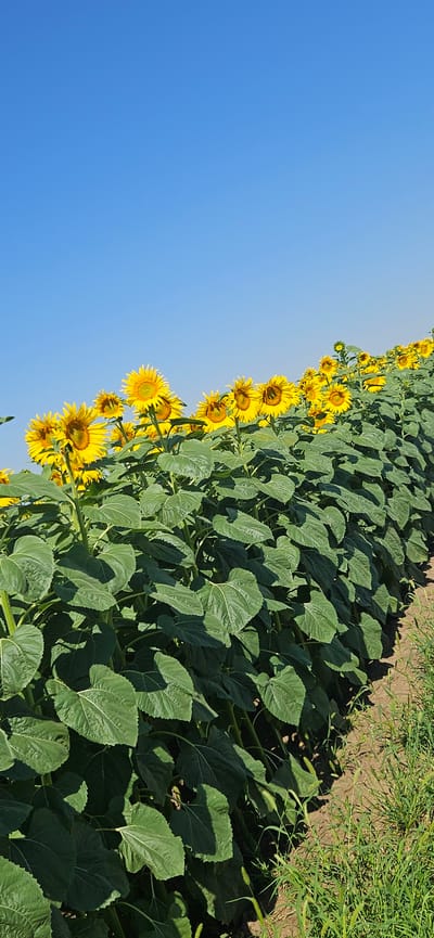 This media file captures a vibrant field of sunflowers stretching towards a clear blue sky. The image is oriented vertically, with the sunflowers and foliage dominating the right side of the frame, and a vast expanse of sky on the left. The sunflowers, with their bright yellow petals and dark centers, are arranged in neat rows, creating a stunning visual pattern. Many of the flowers are turned towards the sun, suggesting it is daytime.
The leaves of the sunflowers are large and green, with prominent veins. The field appears to be in its prime, with most of the flowers in full bloom. To the right of the sunflower field, a strip of dry, brown earth is visible, bordering what looks like a grassy area. This suggests the setting is an outdoor agricultural field, likely in a rural location. The sunlight casts shadows on the leaves, indicating it is likely midday or early afternoon.
There are no people or man-made objects clearly visible in the frame, focusing the attention entirely on the natural beauty of the sunflower field. The overall impression is one of warmth and abundance, with the bright yellow of the sunflowers contrasting with the deep green foliage and the serene blue of the sky. No text is visible in the image. The location context provided, Gorna Mitropolia, Bulgaria, places this scene within a specific geographical area known for its agriculture.