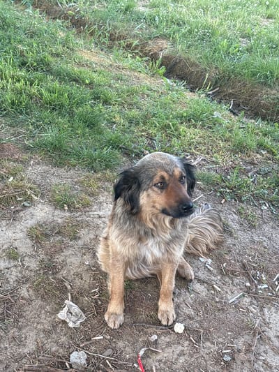 A medium-sized, tan and black dog is sitting in a patch of grass and dirt. The dog is looking up at the camera. The environment includes grass, dirt, and some trash. The location is Sopot Urban Municipality, Serbia.
