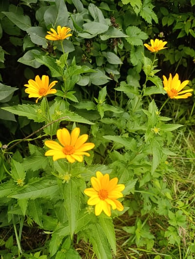 This is a close-up, eye-level, full-frame photograph of several bright yellow flowers with orange centers and serrated green leaves. The flowers are of varying sizes and appear to be in different stages of bloom. The foliage is dense and lush, with some darker, possibly withered leaves visible in the background, suggesting a natural outdoor environment. The lighting is diffused, indicating it might be overcast or the image was taken in shade. There are no people or man-made objects visible in the scene. The overall impression is one of natural beauty and growth, characteristic of a garden or wild flora in a temperate climate. Without specific landmarks or recognizable structures, it is impossible to definitively determine the location within Novoselytsya, Ukraine, but the vegetation suggests a non-urbanized or semi-natural setting such as a park, the edge of a field, or a garden area.