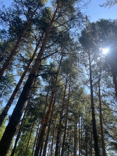 The image captures a low-angle view looking up at a dense forest of tall pine trees against a clear blue sky. The sun is shining brightly, with rays of light filtering through the branches and needles, creating a lens flare effect in the upper right portion of the frame. The tree trunks are varying shades of brown and gray, with rough bark textures visible. The foliage is predominantly dark green. The scene appears to be a natural environment, likely a forest or wooded area. The provided location information indicates this scene is in the city of Pashukovo, Russia. There are no people or discernible human activity in the image.