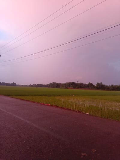 A rural scene in Puloblang, Indonesia is depicted. A paved road, darker in the foreground and lighter in the distance, occupies the lower left quadrant. Beyond the road, to the right, is a field of green crops, appearing to be rice paddies, with some water visible. The field extends horizontally across the midground. Behind the field, a line of trees, some resembling palm trees, forms a dense backdrop. Power lines are strung across the upper portion of the image, intersecting with a hazy, pink-toned sky. The sky transitions to a darker gray towards the upper right. There are no people visible in the image. The overall impression is a tranquil, natural landscape at dusk or during an overcast day.