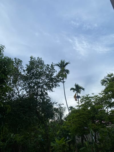 This media file shows a low-angle shot looking up at the sky through a canopy of trees, with some betel palms visible. The sky is overcast with wispy clouds, suggesting it is daytime, possibly late afternoon given the diffused light. The dense foliage of various trees frames the sky, creating a sense of being immersed in nature. The leaves are a vibrant green, indicating a lush, tropical environment. One of the betel palms appears to have a slightly yellowed frond, and another is leaning significantly. A building with a white, textured wall can be seen peeking through the trees on the right side of the image, providing a hint of human habitation within the natural setting. The overall impression is one of a serene and slightly humid outdoor scene, typical of a tropical location. The location context of Meunasahlhok, Indonesia, aligns with the presence of betel palms and dense greenery. There is no visible text in the image.