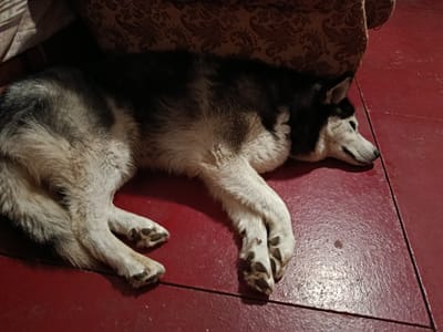 A husky dog is sleeping on a red floor next to a patterned couch. The dog is lying on its side with its head resting on the floor. Its eyes are closed, and its breathing is shallow. The dog's fur is a mix of black, white, and gray. The red floor appears to be tiled. The couch is upholstered in a dark, patterned fabric. The scene is dimly lit, suggesting it is nighttime or indoors with the lights off. The image was taken in Bekhtery, Ukraine.