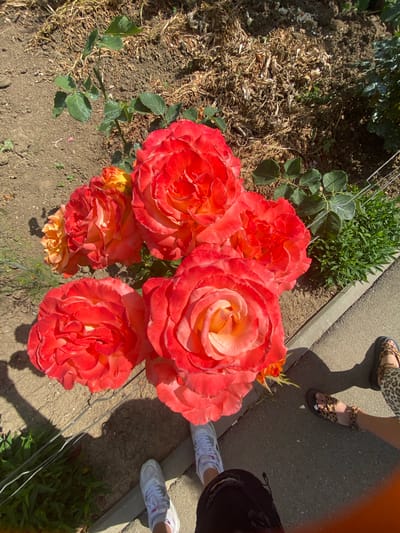 The image shows a close-up view of several vibrant coral and peach-colored roses in bloom, arranged in a garden setting. The roses are the primary subjects, with their layered petals and rich colors dominating the foreground. In the background, hints of a garden path or walkway are visible, with two pairs of legs belonging to people. One person is wearing leopard-print sandals and patterned pants, while the other is wearing white sneakers and dark clothing. The legs are positioned on the path, suggesting they are standing or walking near the roses.
The scene appears to be outdoors on a sunny day, indicated by the bright lighting and sharp shadows cast on the ground. The ground around the roses is a mix of dry soil and some scattered debris. Green foliage and some dry, wispy plants are also present, contributing to the natural setting of a garden. There are thin metal wires running through the scene, possibly part of a garden fence or support structure.
The overall impression is a snapshot of a pleasant day in a garden, with a focus on the beauty of the roses. The presence of people suggests they might be enjoying the garden, perhaps taking photos or simply appreciating the flowers. There is no visible text in the image. The location context provided is Akhtyrskiy, Russia, which adds to the understanding of the environment depicted.