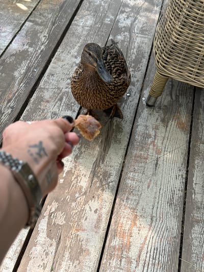 A tan duck is being offered a piece of bread by a hand with black fingernails. The hand is wearing a silver watch. The duck is standing on weathered wooden planks. The bottom portion of a wicker chair is visible in the top-left of the image. The photograph was taken in Arkhangel’skoye, Russia.