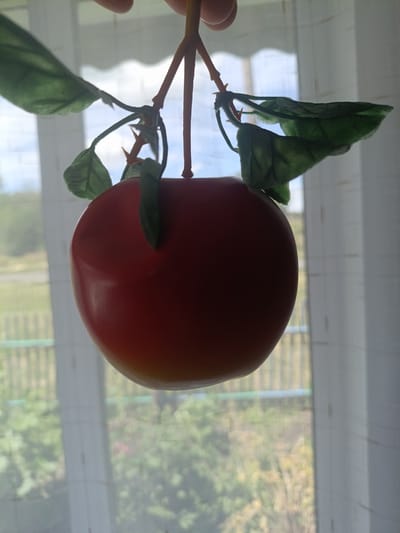 A red, shiny, round object resembling an apple, attached to thin brown stems with green leaves, is suspended from above. The object is positioned in the foreground against a blurred background of a window with sheer white curtains. Through the curtains, a garden scene is visible with green foliage and a wooden fence. The overall lighting suggests an outdoor setting viewed from indoors. The location in Shipunovo, Russia, is not discernible from the image.