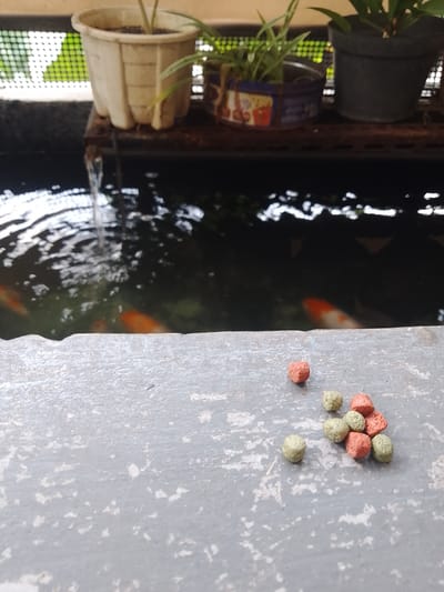 This is a close-up, eye-level shot of fish food pellets scattered on a textured, gray surface, likely a ledge or walkway. The pellets are small, spherical, and come in two colors: a reddish-orange and a pale green. The foreground is dominated by these pellets, with a cluster of them near the center-right of the frame and a single pellet further to the left and slightly higher.
Behind the gray surface, a dark body of water is visible, presumably a pond or aquarium, with a small waterfall creating ripples on the surface. The water is home to at least two koi fish, identifiable by their orange and white coloration, swimming in the murky depths.
In the background, several potted plants are arranged on a dark metal shelf above the water. One pot is a light-colored, ribbed plastic container, another is a dark pot, and a third appears to be a repurposed tin can with colorful branding, though the text is not clearly legible. The overall setting suggests an outdoor environment, possibly a garden or a landscaped area. The lighting appears to be natural daylight, casting a soft illumination. There is no visible text that can be read clearly. The scene is peaceful, focusing on the preparation of feeding the fish.