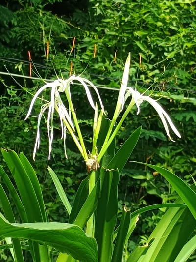 The scene, located in Ouderkerk aan de Amstel, Netherlands, displays a close-up of a plant featuring three prominent white flowers. These flowers, consistent with the Hymenocallis genus, exhibit multiple long, slender white perianth segments and extended green filaments topped with reddish-orange anthers. The flowers are supported by thick, vibrant green stems. Broad, elongated, dark green, strap-like leaves form the base of the plant, occupying the lower half of the frame. The background consists of a dense, out-of-focus expanse of various lighter green foliage. No human subjects, animals, or artificial objects are present. The environment appears natural and is illuminated by ambient daylight.