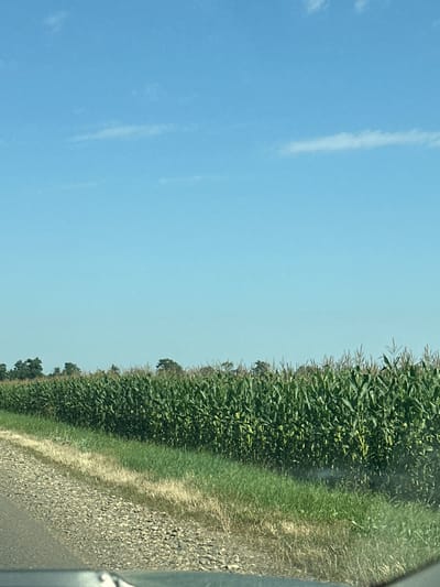 The image depicts a rural scene under a clear blue sky with a few wispy clouds. In the foreground, a dirt road runs diagonally from the bottom left corner towards the right. Adjacent to the road is a strip of dry, yellowish grass, followed by a vibrant green field of tall corn stalks. The cornfield stretches across the middle ground and recedes into the background. Beyond the cornfield, a line of trees is visible against the horizon. The overall impression is one of a sunny day in an agricultural area. There are no people or animals visible in the image. The specific location in Chaplygin, Russia cannot be determined from the visual information alone.