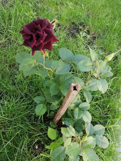 In the city of Dedoplistskaro, Georgia, a dark red rose blooms in a garden. The rose is in full bloom, with its petals tightly furled. The plant has several leaves, some of which are slightly damaged. A rusty metal stake, hollowed out at the top, is embedded in the soil near the rose bush. The surrounding area is covered with lush green grass, some of which appears slightly damp. The lighting suggests it is daytime, possibly morning or late afternoon.