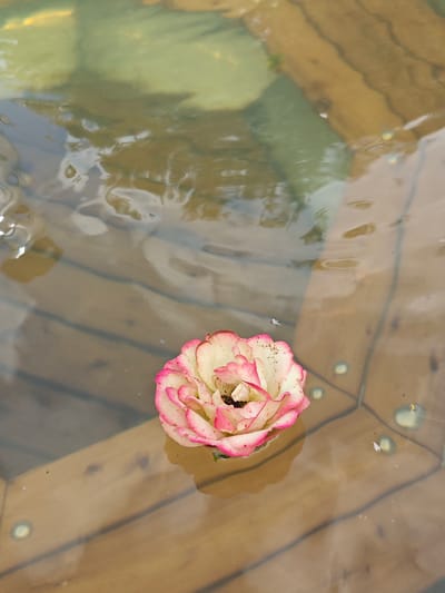 A single rose, predominantly white with pink edges on its petals, floats on the surface of murky water. The water is contained within a wooden structure, possibly a fountain or pool, with visible wooden planks and what appear to be submerged lights or fixtures. The water's surface is disturbed by ripples, reflecting the surrounding environment. The background is blurred, showing more of the water and wooden structure. The scene is devoid of human presence. The image was captured in Лужники Снт, Russia.