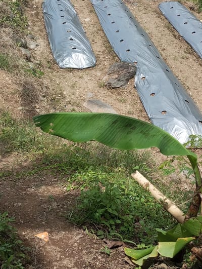 The scene depicts an outdoor agricultural area located in the city of Cibeureum, Indonesia. Three elongated, raised planting beds, covered with silver polyethylene mulch film, are arranged diagonally across the upper and middle sections of the frame. Each mulch sheet features multiple evenly spaced circular cut-outs. The ground primarily consists of dry, reddish-brown earth, interspersed with scattered rocks and patches of sparse green vegetation and weeds. A large, prominent green banana leaf extends diagonally across the lower-middle portion of the image. In the lower-right foreground, the base of a banana plant is visible, including its trunk and several dried leaves, with a light-colored, possibly bamboo, pole leaning against it. A narrow, unpaved dirt path or bare ground area traverses the lower foreground. A small, crumpled piece of orange-colored debris lies on the dirt path in the lower-left quadrant. No individuals or animals are present.