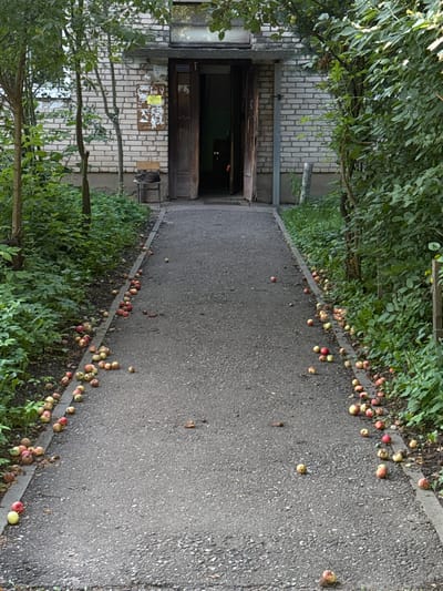 The image depicts a pathway leading to the entrance of a brick building, likely an apartment building, in Yurovo, Russia. Fallen apples are scattered across the asphalt pathway and the adjacent grassy areas. The entrance to the building is open, revealing a dark interior. Lush green foliage borders the pathway on both sides, with trees and bushes contributing to the natural environment. A chair is visible near the entrance, and a cat is resting on it. The scene appears to be a quiet, outdoor setting with no human presence actively engaged in any activity.