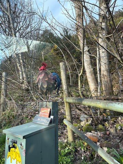 The image displays an outdoor, rural scene in Stiperstones, United Kingdom, under bright natural light. In the immediate foreground, a dark green wooden honesty box is present, adorned with a yellow dripping honey motif and black and yellow bee illustrations. Resting on its lid is an orange sign, partially visible, which states "Quail Eggs FRESH EVERY DAY." Directly in front of this, a smaller, rectangular wooden sign clearly reads "NO EGGS." To the right of the honesty box, a large metallic rooster sculpture stands prominently on a thick wooden fence post. The rooster exhibits a red comb, a dark body with textured feather details, and a blue tail.
A wire mesh fence spans the midground, supported by several upright wooden posts. Behind this, numerous deciduous trees with bare, skeletal branches and light grey bark dominate the scene, suggesting winter or early spring. Interspersed among these are areas of darker green evergreen vegetation and scattered patches of yellow flowering plants, possibly gorse. The ground beneath the trees and fences consists of dry leaves, sparse green grass, mossy patches, and scattered debris, including fragments of red brick. A light blue sky with some white cloud cover is visible in the upper portion of the frame. Reflections consistent with a vehicle window are present across the upper left section of the image.