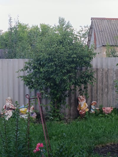 This is a medium shot, horizontal photograph taken outdoors in a yard or garden. The scene features several garden gnomes and a ceramic pig positioned in front of a grey corrugated fence. Behind the fence, a building with a grey, corrugated roof and a partial brick wall is visible, along with dense green foliage from trees and bushes. The sky above is overcast, suggesting it could be late afternoon or early evening.
The gnomes are in various poses. On the left, a gnome with a white beard, red and white clothing, and a pipe is seated. To its right, another gnome with a blue hat and yellow face is sitting. Further right, a gnome with a large beard, yellow shirt, and red and white striped pants is standing and holding a basket. Next to this gnome, a smaller gnome or child figure in a blue and white checkered dress and a pink hat is also standing. To the far right, a pink ceramic pig with a smiling face is situated.
In the foreground, tall green plants and some pink flowers are growing. A rusty metal garden stake stands vertically in the middle of the frame, partially obscured by the plants and foliage. The overall impression is one of a somewhat overgrown and rustic garden. There is no visible text in the image.