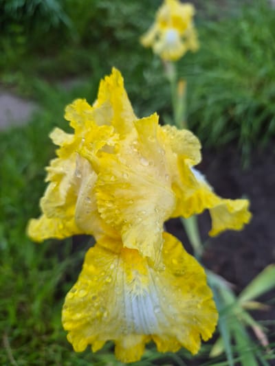 The image presents a detailed, close-up view of a single, vibrant yellow iris flower, located in Hlevakha, Ukraine. The flower's petals are covered in numerous clear water droplets, suggesting recent rain or dew. The upper petals, or "standards," are a bright, uniform yellow with a ruffled texture. The lower petals, or "falls," feature a lighter, almost white or pale yellow stripe at their base, transitioning to a rich yellow further out. A subtle, textured "beard" is visible in the lighter section of the falls. The background is significantly out of focus, consisting of indistinct green foliage on the left side and a dark, brownish-black area of exposed soil or mulch on the right. Another blurred yellow iris flower is visible in the upper background, positioned slightly off-center to the right. No individuals, animals, or artificial structures are discernible. The scene is illuminated by diffused natural light.