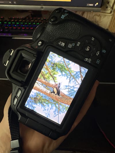 The image shows the back of a black DSLR camera, held by a person's hand and arm. The camera's LCD screen displays a photograph of a squirrel perched on a tree branch, with a blue sky and green foliage in the background. The camera has various buttons and a dial visible on its body. The scene appears to be indoors, with a computer keyboard visible in the upper left background, suggesting the person is at a desk. No specific location in Dachnoye, Russia, can be identified from the image itself.