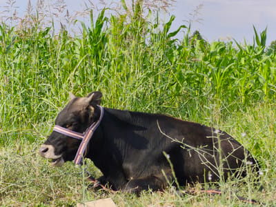 A black cow with a colorful halter is resting in a grassy field in front of a cornfield under a clear sky. The cow is lying down on its side, facing left, with its mouth slightly open. The halter is a woven strap with red, white, and blue stripes. The cornfield behind the cow is dense and green, with tall stalks. The grass in the foreground is dry and sparse, with some scattered weeds. The scene appears to be in a rural area, possibly on the outskirts of Arimjan, Kyrgyzstan.