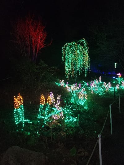 A dark outdoor scene displays an array of colorful Christmas lights adorning trees and shrubs. Green and white lights cascade downwards, resembling a snowy effect. A clump of red lights sits to the left, contrasting with the cooler tones. Some white, horizontal supports are visible in the upper right. The scene is dimly lit, giving the lights a vibrant and festive glow.