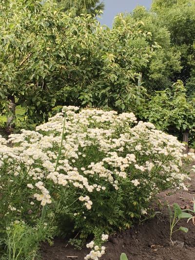 This is an outdoor, eye-level shot of a garden in Mokshan, Russia. The main subject is a large bush of white flowers with yellow centers, likely Feverfew (Tanacetum parthenium), in full bloom. The bush is dense and covers a significant portion of the foreground. To the left of the flower bush, there's a patch of feathery green foliage, possibly dill. In the background, there are several trees with lush green leaves and a glimpse of a wire fence. The ground is dark soil, with some small green plants starting to grow in the lower right corner. The lighting suggests it is daytime, with bright sunlight illuminating the scene. The overall mood is peaceful and natural, showcasing a vibrant garden in bloom. There is no visible text in the image.