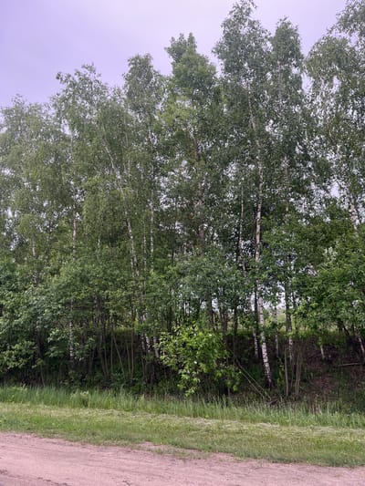 This is a vertical, medium shot of a birch tree grove adjacent to a dirt road. The trees are tall and slender, with characteristic white bark marked with black streaks. Their branches are laden with lush green leaves, creating a dense canopy that obscures the sky in places. The ground beneath the trees is uneven and covered in shadows, with some undergrowth visible. In the foreground, a dirt road, tinged with a reddish hue, runs horizontally across the bottom of the frame. Tall, green grass grows along the edge of the road and extends up to the base of the trees, creating a natural border between the road and the wooded area. The sky above the trees is a pale, overcast purple. The scene appears to be located in a rural or semi-rural setting, possibly on the outskirts of a town or village like Новосёлки, Russia. There are no people or animals visible in the image.