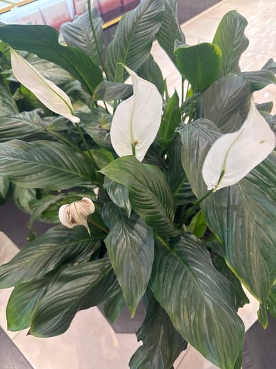 The image shows a close-up view of a Peace Lily plant with dark green leaves and white spathes. Some of the spathes are fully white and healthy, while one in the lower left portion of the frame is beginning to brown and dry. The plant is situated indoors, as suggested by the tiled floor and what appears to be a retail environment in the blurred background. The floor tiling has a pattern of black and white squares and rectangles. There are no people visible in the image. The lighting is bright, suggesting an indoor setting with artificial light or natural light coming from a window or skylight. The image does not provide any specific information about the location within Bubuieci, Moldova, beyond it being an indoor setting.