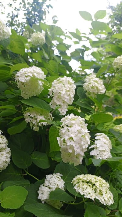 The image shows a close-up view of a hydrangea bush in bloom, with clusters of white flowers and lush green leaves. The flowers are dense and globular, with many small, delicate petals. The leaves are large, ovate, and a deep green, providing a rich backdrop for the white blossoms. Some of the leaves appear slightly out of focus, creating a shallow depth of field. The lighting suggests it is daytime, with the sky visible through gaps in the foliage, appearing bright and slightly overcast. There are no people or animals visible in the image. The setting appears to be an outdoor garden or park.