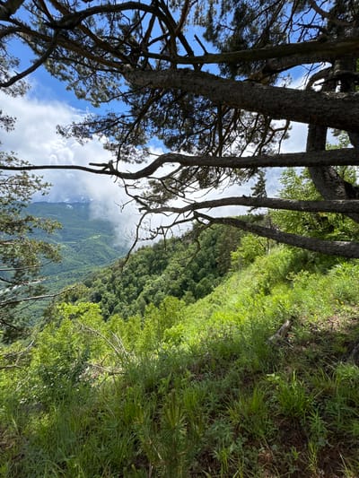 This is a vertical, medium-shot, eye-level photograph of a lush green mountainous landscape viewed through the branches of a large pine tree. The foreground is dominated by the rough bark and thick branches of the pine tree, which frame the scene. The branches extend diagonally across the image from the top left and bottom right. Below the tree branches, a steep, verdant hillside covered in dense green foliage and tall grasses slopes downwards into a valley. In the distance, rolling mountains covered in a dense green forest stretch out, partially obscured by soft, white clouds and mist that hang low in the valleys. The sky above is a bright blue with scattered white clouds. The scene appears to be located in a natural, undeveloped area, suggesting a mountainous region. The location is identified as Nizhnyaya Teberda, Russia, a town in Karachay-Cherkessia, known for its mountainous terrain and natural beauty. There are no people, animals, or man-made structures visible in the image. The overall impression is one of a serene and wild natural environment.