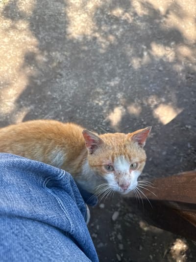 A close-up, high-angle shot features an orange and white cat looking up towards the camera. The cat's face is turned to the side, revealing its alert green eyes, prominent white whiskers, and a slightly wrinkled nose. Its fur is short and appears a little scruffy, with patches of white on its face and chest. The cat's left ear is slightly torn.

In the foreground, a person's legs are visible, covered in blue denim jeans. The fabric of the jeans is creased, indicating the person is likely sitting or leaning. The background is a mix of textured ground and shadows. The ground appears to be dirt or gravel, with scattered pebbles and some light-colored, possibly dry, organic matter. Dappled sunlight creates patterns of light and shadow on the ground, suggesting an outdoor setting, possibly a park or a yard. To the right, a dark, wooden structure, likely part of a bench or table, is visible.

The lighting suggests it is daytime, likely sunny. The overall mood is candid and intimate, capturing a moment of interaction between a person and an animal. There is no visible text in the image. The scene appears to be set in Sioni, Georgia.