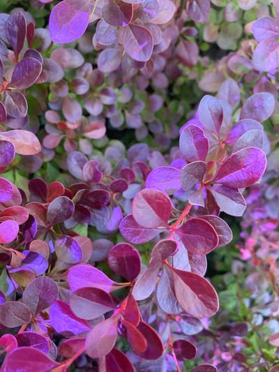 A close-up, overhead shot shows a dense cluster of small, ovate leaves on a plant. The leaves display a striking gradient of colors, ranging from deep burgundy to vibrant purple, with some areas catching the light to reveal iridescent sheen. The foliage is tightly packed, creating a textured and layered appearance. The background is softly blurred, revealing hints of green foliage, suggesting an outdoor setting. The scene is focused on the details of the leaves, highlighting their rich coloration and delicate structure. This plant is likely located in a garden or natural area within Osek, Czechia, given the context provided.