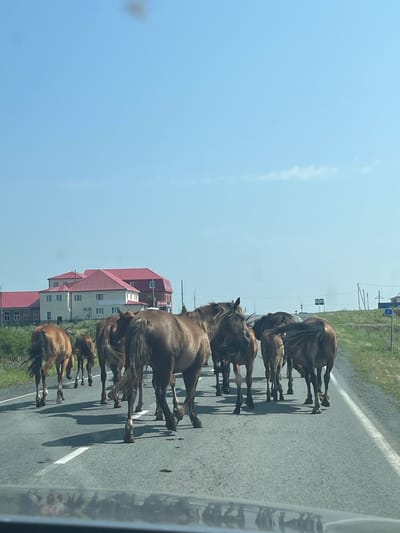 A herd of approximately eight horses, varying in color from brown to dark brown, are walking on an asphalt road. The horses are walking away from the camera, their tails and hindquarters prominent in the foreground. Some of the horses are partially obscured by others. The road has a white line marking the lane. In the background, to the left, are several buildings with red roofs and light-colored walls, which appear to be part of a settlement. Further in the background, on the right side of the road, are utility poles and road signs. The environment is rural, with green grass and vegetation lining the side of the road. The sky is clear and blue with a few faint clouds. The scene suggests a rural road in or near the city of Kunashak, Russia, where horses are free-roaming and interacting with the roadway.