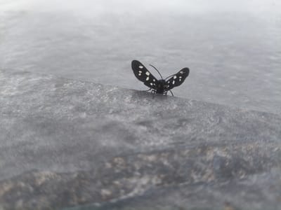 A black moth with white spots on its wings is perched on a rough, gray surface. The moth's wings are spread open, revealing the dotted pattern. Its body is black, and it has two antennae. The background is out of focus, appearing as a blurry expanse of gray and white, suggesting a dull or overcast environment. The surface the moth is on has a textured, stone-like appearance. There is no visible text. The lighting is soft, indicating it might be daytime under cloudy conditions, or perhaps early morning or late evening. The scene is natural and still, with the moth being the central subject.