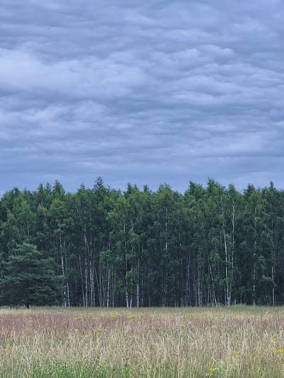The image depicts a landscape scene divided into three distinct vertical sections. The left third of the frame is dominated by a cloudy sky with textured, wispy clouds in shades of pale blue and gray. The middle section features a dense forest of tall, dark green trees, with the white trunks of some trees visible among the foliage. The right third of the image shows a field of dry, tall grass, interspersed with sparse yellow wildflowers. The transition between the forest and the field is sharp and well-defined, creating a clear border. The overall impression is of a natural, rural setting in what appears to be daylight, likely in the late afternoon or evening given the soft lighting. There is no visible text in the image. The scene evokes a sense of tranquility and the raw beauty of nature.