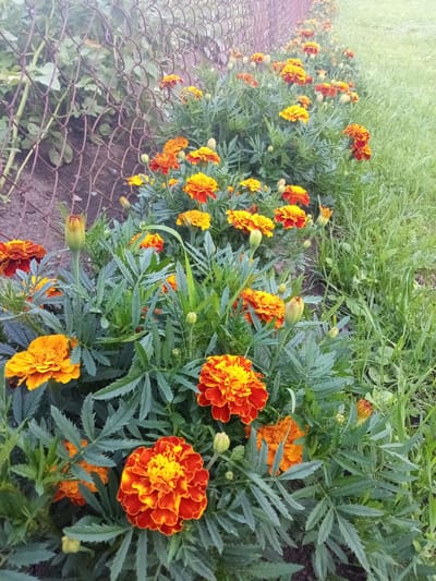 A close-up, eye-level shot captures a row of vibrant orange and yellow marigolds planted along a rusty chain-link fence bordering a grassy area. The flowers, in various stages of bloom, are the central focus, with their intricate petals and green foliage densely filling the foreground. A few green buds are also visible. The fence runs diagonally across the upper left portion of the frame, with a patch of dark soil and some unidentifiable green vegetation behind it. The grass to the right is lush and green, indicating an outdoor setting. The lighting suggests it is daytime, possibly overcast, with a soft, diffused light illuminating the scene. The location is identified as Chernyshevskoye, Russia.