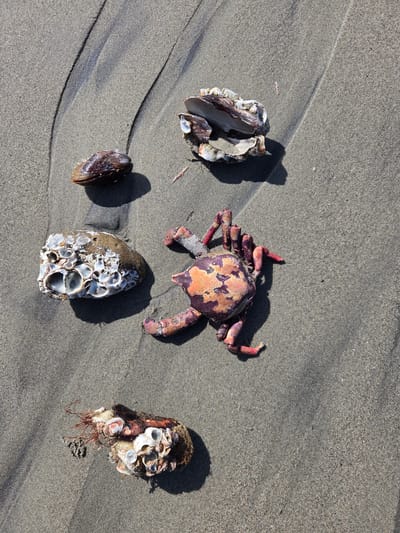 On the sandy shore of Dana Point, California, several objects are scattered. A deceased crab, predominantly purple and orange, lies on its side, its legs splayed. To its left is a rock encrusted with barnacles, and above that, a dark, smooth shell. Further up and to the right, broken shell fragments are visible. At the bottom left, another piece of debris, covered in barnacles and what appears to be dried seaweed, rests on the sand. The sand itself is textured with ripples from the tide. The scene is illuminated by sunlight, casting distinct shadows.