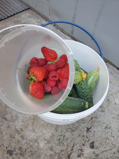 In Chornomors'ke, Ukraine, a white plastic bucket overflowing with freshly harvested produce sits on a concrete surface. The bucket contains several large, bumpy cucumbers and a generous portion of bright red raspberries and strawberries. The lid of the bucket is tilted back, revealing more of the fruit. In the background, a grey wall and a strip of grey metal are visible.