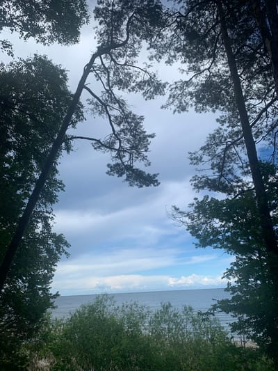 This image captures a view of the Baltic Sea from the forested coast of Bigauņciems, Latvia. The foreground is dominated by the dark silhouettes of tall pine and deciduous trees, their branches framing the sky and the distant sea. The sky is a mix of blue and grey clouds, suggesting a partly overcast day. The sea is calm, with a visible horizon line and gentle waves lapping at the shore. In the lower part of the image, there is lush green vegetation, possibly shrubs and undergrowth, leading down towards the beach which is partially visible. The overall atmosphere is serene and natural, typical of a coastal forest landscape.