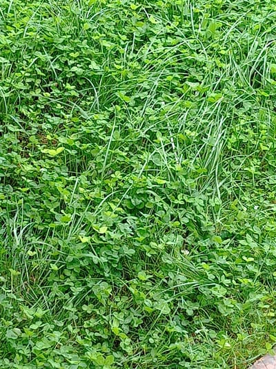 The image is a close-up, overhead view of a dense, green ground cover consisting primarily of clover and grass. The vegetation is healthy and vibrant, with no visible signs of distress or damage. The clover plants are characterized by their distinctive three-leaflet leaves, which are abundant and create a textured carpet. Interspersed with the clover are blades of grass, some appearing longer and thinner than others, adding further depth and variation to the scene. The lighting suggests it is daytime, with diffused light that avoids harsh shadows, contributing to the overall lushness of the foliage. There are no people or animals present in the image, and no man-made objects are visible. The scene appears to be a natural patch of ground, likely an unmanicured area within a park, field, or garden. The setting is consistent with a temperate climate, possibly late spring or summer. The specific location of Voronivka, Ukraine, implies a rural or semi-rural environment where such natural ground cover would be common.