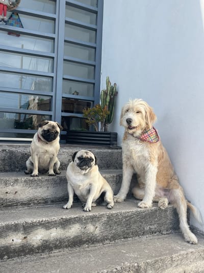 Three dogs pose on concrete steps outdoors. A light-brown, shaggy dog wearing a plaid collar lies at the top of the steps, facing the camera. Below, a pug with a black muzzle sits looking up. Further down the steps is another pug, also with a black muzzle, facing forward. A blue-gray window frame with glass panes is behind the lower pug, next to a potted cactus. The wall behind the dogs is pale blue.