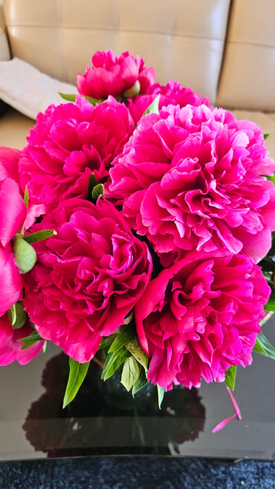 The image, captured in Slengiai, Lithuania, presents a close-up view of a vibrant bouquet of several fully bloomed fuchsia-colored peonies. The flowers are densely clustered, showcasing numerous layered petals and interspersed green leaves, some exhibiting minor yellowing or discoloration. They are situated on a dark, highly reflective surface, likely polished glass or a similar material, which clearly mirrors the blooms and foliage below. A few detached pink petals are visible resting on this surface. In the blurred background, a light beige or cream-colored upholstered sofa or couch is visible, characterized by visible seams and contours. A flat, white object, possibly a book or tablet, is partially discernible on the left side of the sofa. The scene is indoors and well-lit, with no human subjects present.
